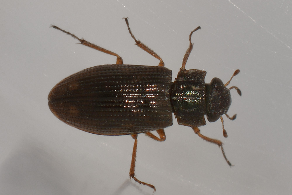 Helophoridae:  Helophorus sp.